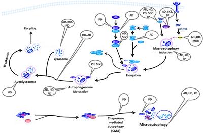 Dual Role of Autophagy in Diseases of the Central Nervous System